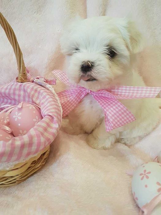 Mini Maltańczyk Piesek, rodowód, chip . Czysto biały.