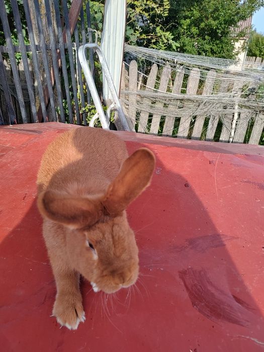 Króliki nowozelandzkie NC Ur 25 luty 2025r