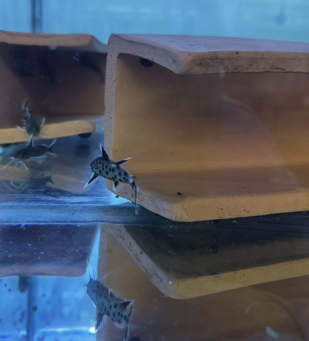 Synodontis  petricola