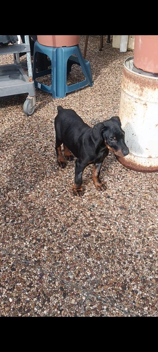 Dobermann   fêmea