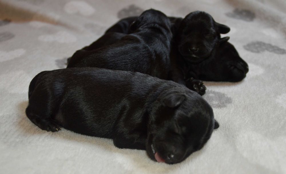 Sznaucer Miniaturowy Czarny- piesek z rodowodem ZKwP