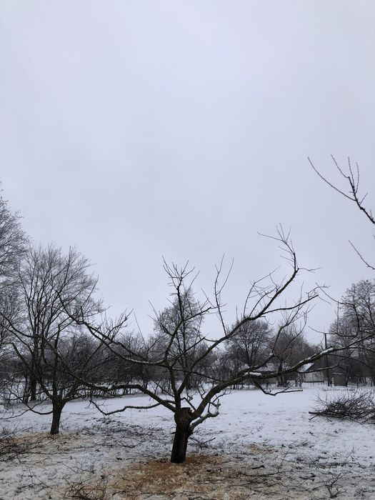 Професійна обрізка плодових дерев та кущів