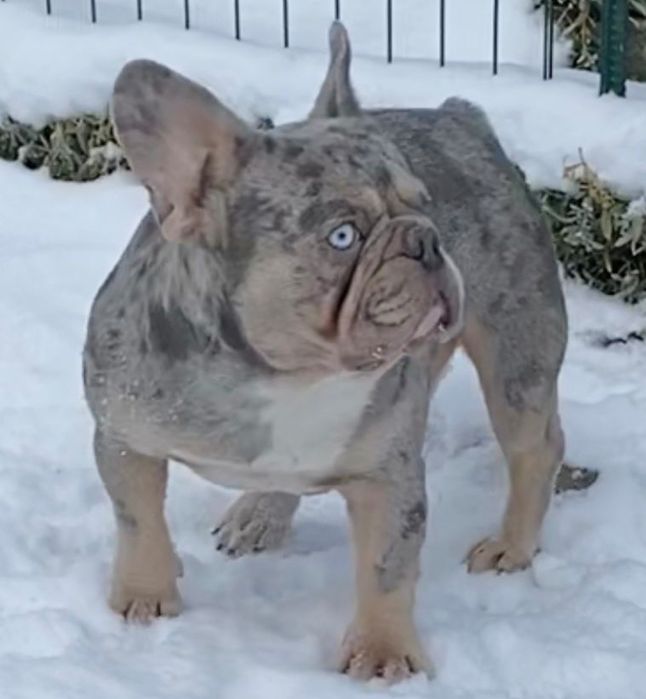 Продам мальчика французкого бульдога мерле лилак тана