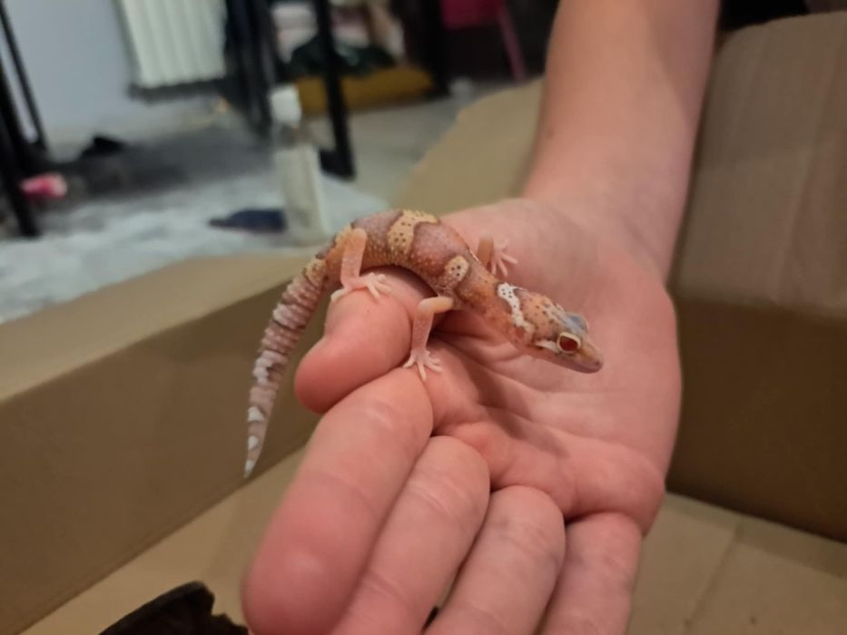 Gekony lamparcie