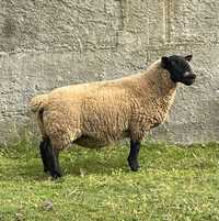 Vendo Ovelhas Suffolk