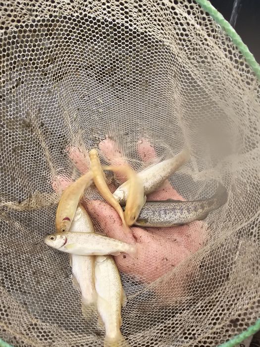 Narybek kroczek pstrąga pstrag tęczowy potokowy