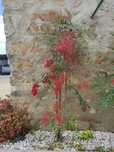Planta Nandina sagrada