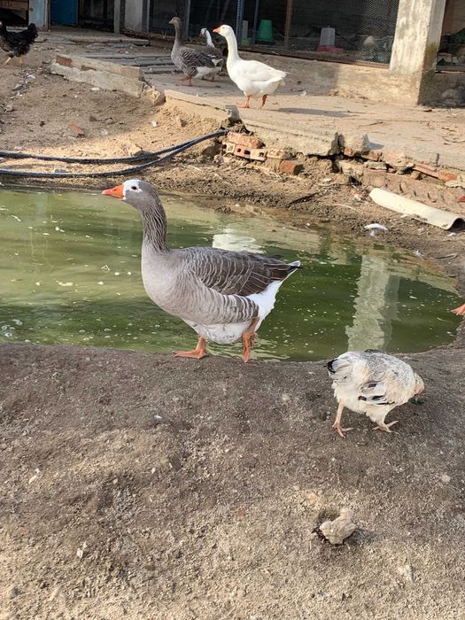 gansos do campo de alta qualidade  - preço atrativo