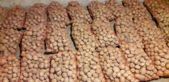 Ziemniaki jadalne sadzeniaki