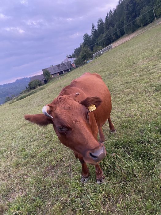 Krowa z cieliczką lub osoabno