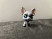 Pies buldog francuski Littlest pet shop