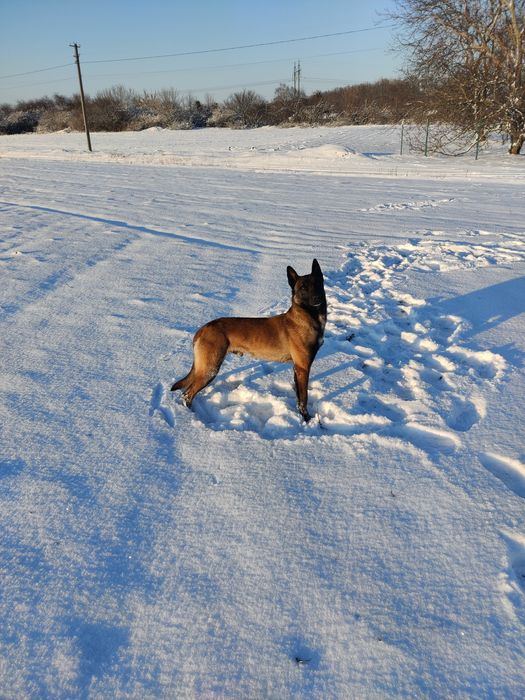 в'ЯЗКА З гарним мАЛІНУА