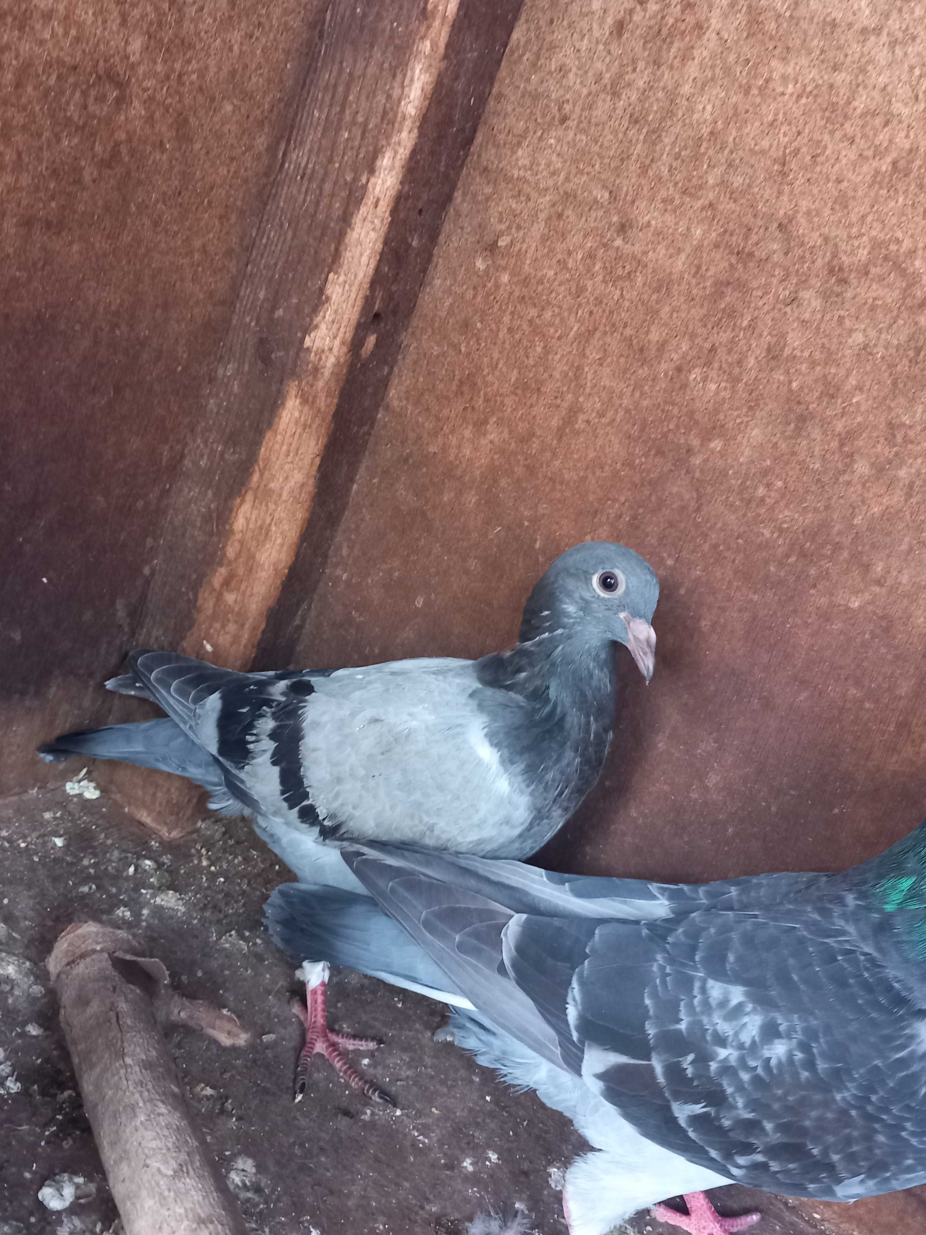 Vendo pombos vulgares