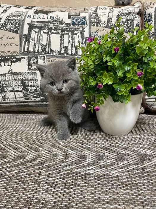 Продам пухнастих кошенят