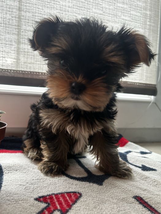 Yorkshire terrier