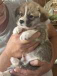 Welsh Corgi Pembroke, rudo-bialy pies FCI, krotki ogonek