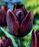 Tulipany czarne Black 30 cebulek za 45 zł