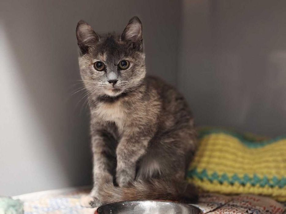 Кошеня Сільва дівчина шукає дім