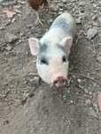 vendo casal de mini pig