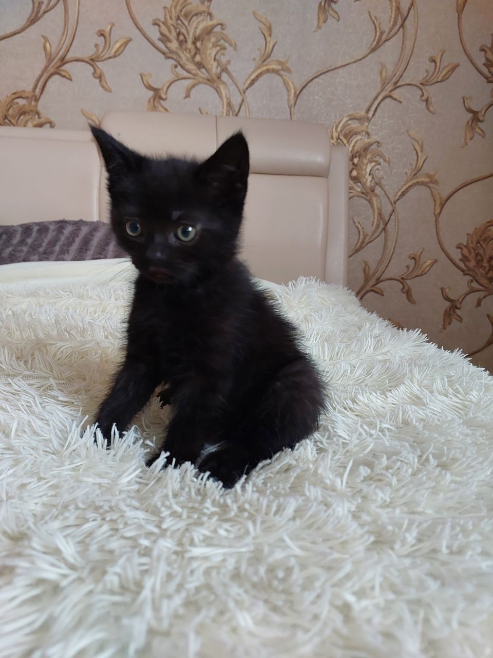 Британські кошенята