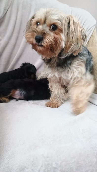 Szczenięta szukają domu