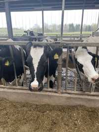 Superwydajne krowy mleczne Holstein 1-2 laktacja. Do 15000kg