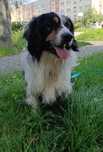 Pies jak mix spaniela berneńczyka do adopcji!