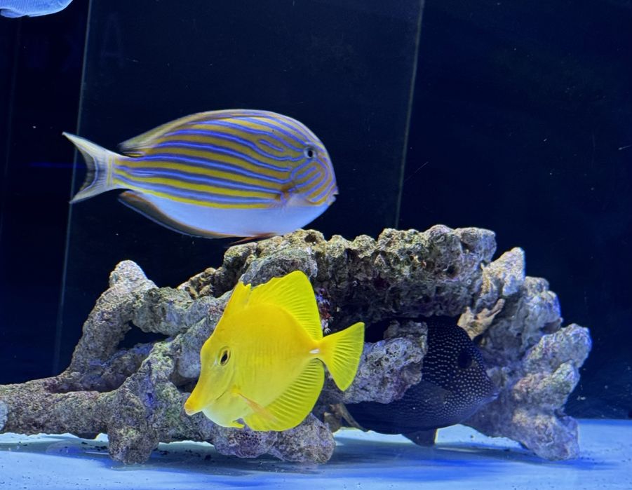 Zebrasoma Flavescens M/L 12-15 cm Likwidacja Akwarium Morskie żółtek