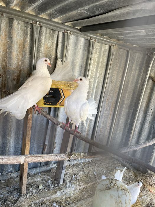Casal de pombos de leque