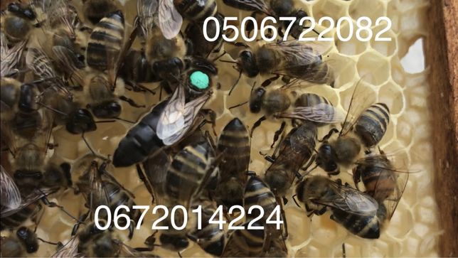 Матки карпатка 2022 року плідні бджоломатки пчеломатки
