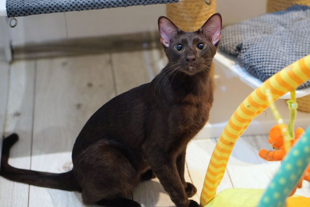 Peterbald kocurek orientalny gotowy do zmiany domku prawdziwy rodowód