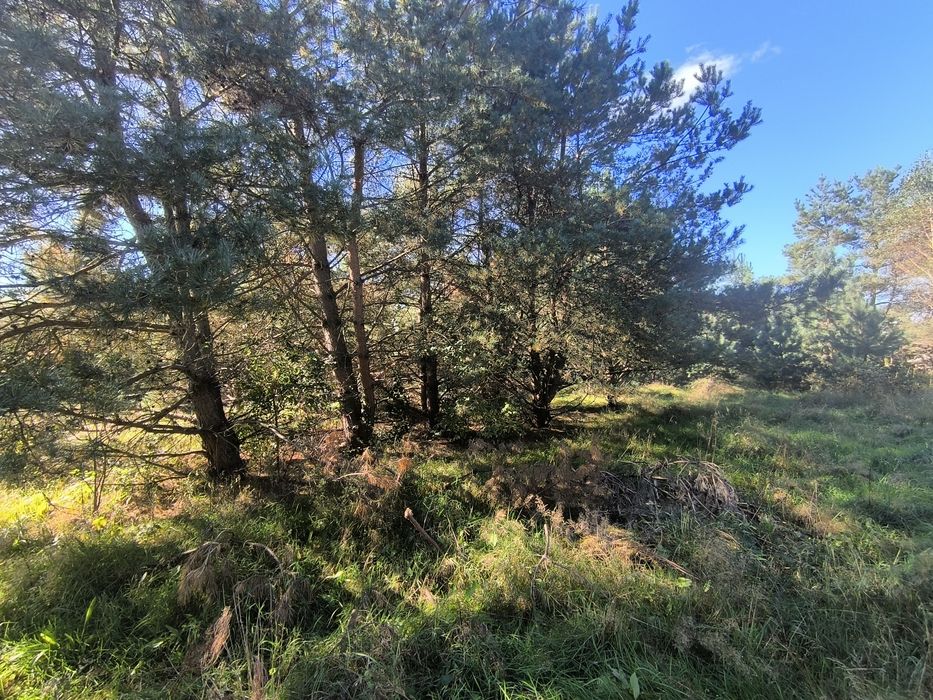 Drzewo świerk pospolity oddam za darmo