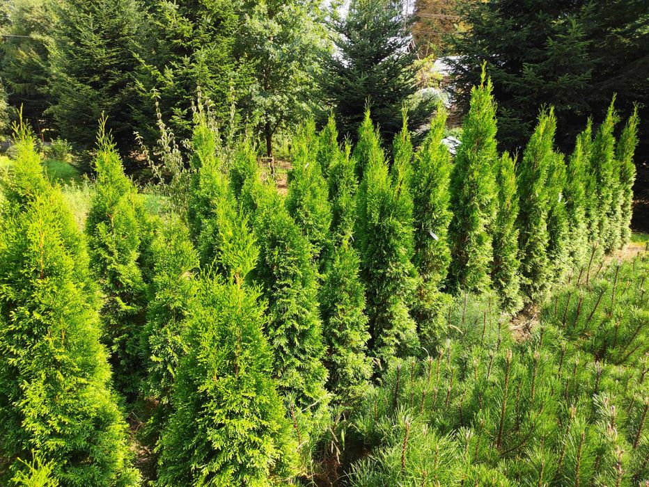 Thuja Szmaragd 120 -200 cm