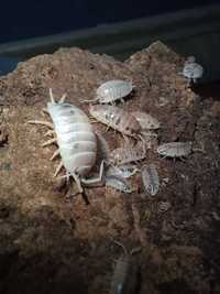 Porcellio laevis Dairy Cow