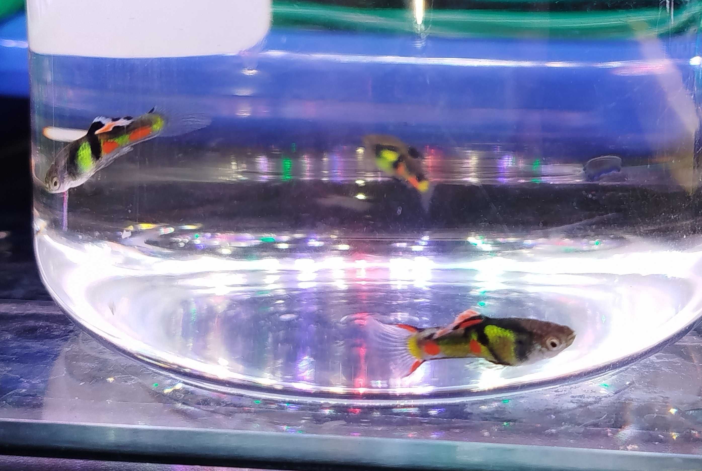 Guppys Endler "El Tigre"