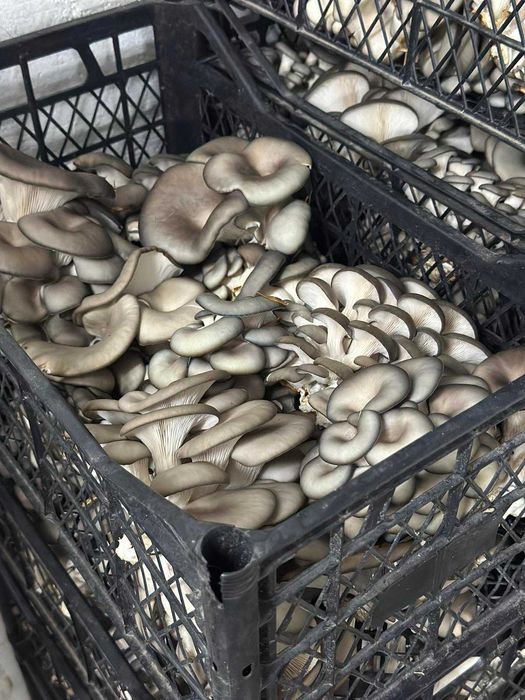 Продам гриби Глива (вешенка).