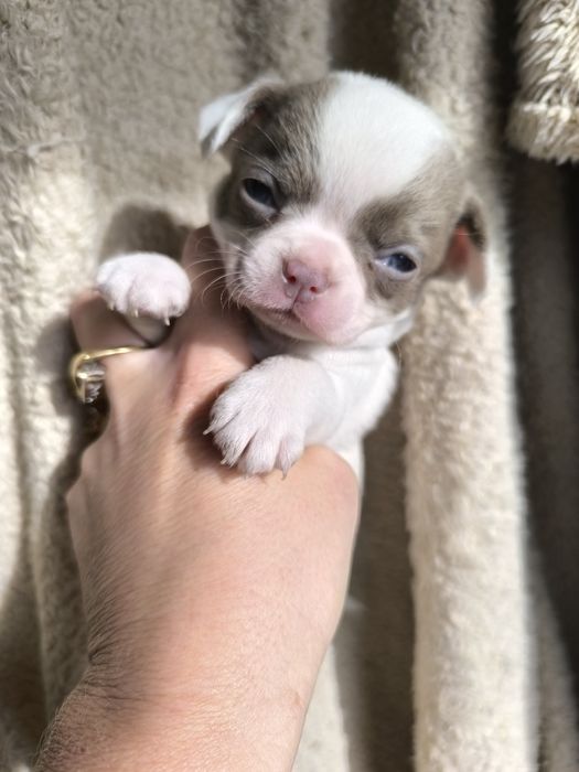 Chihuahua.Menino Branco e Lilás de Olhos azuis.  Perfeito!