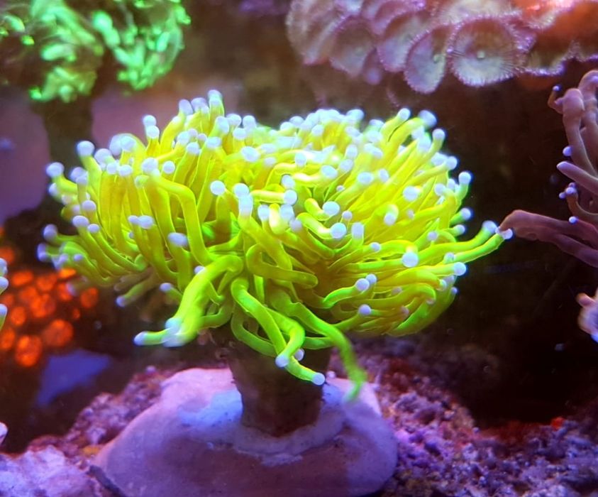 Euphyllia Glabrescens Holy Grail grade A.. Koralowiec LPS