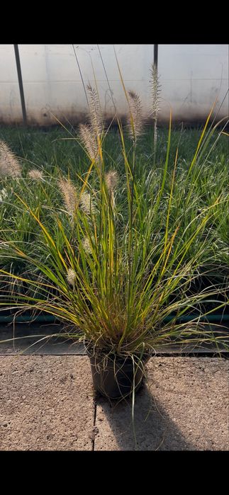 Trawy ozdobne, Miskant, Rozplenica, Hakonechloa