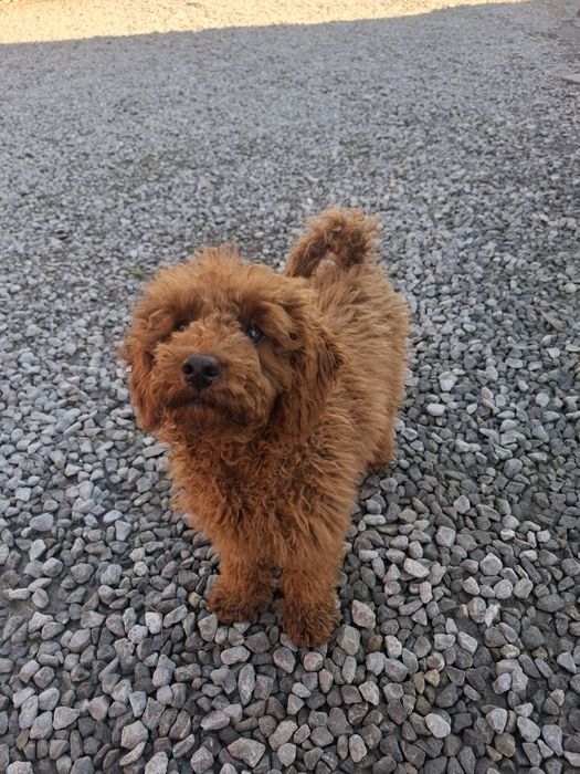 Suczka pudel miniaturowy Red 4,5 miesięczna