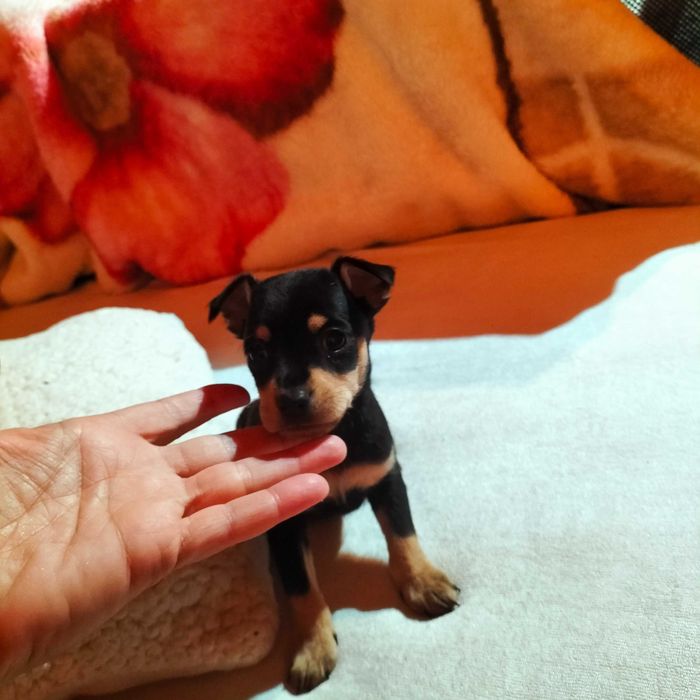 Pinscher macho belíssimo