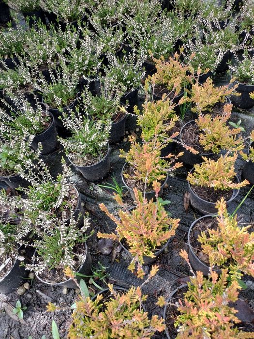 Plantas de cobertura Festuca, Erica e Grevilia