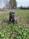 Piekna suczka Cane corso Błękitna gotowy do odbioru