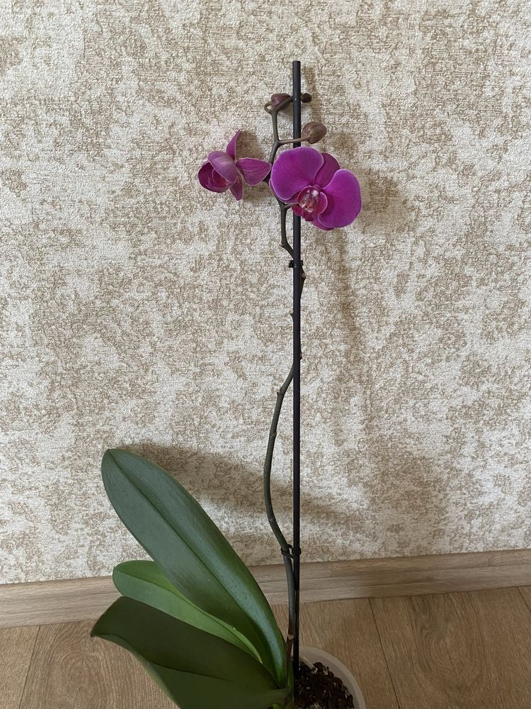 Сортова орхідея