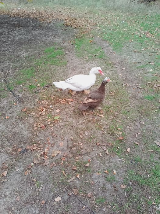Індокачки білого окрасу виводок- 2025р. 1000грн.