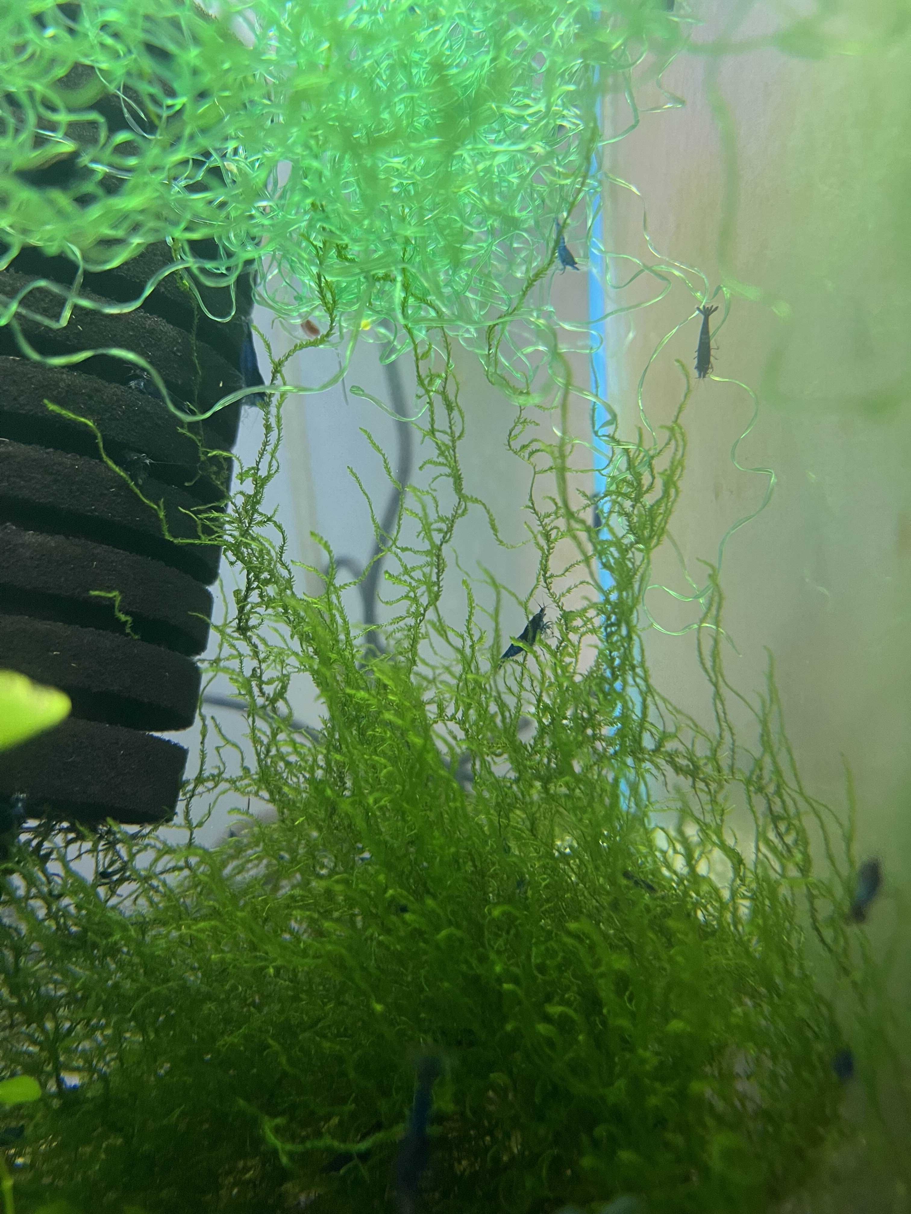 Krewetki blue velvet