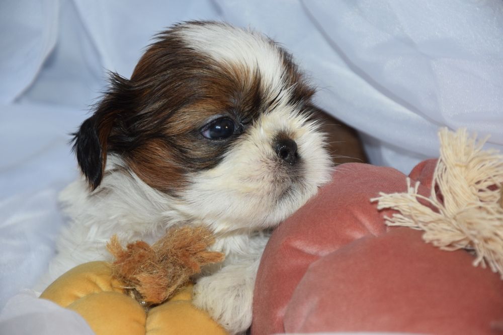 Felix pies chłopczyk Shih Tzu piękny szczeniak rodowód