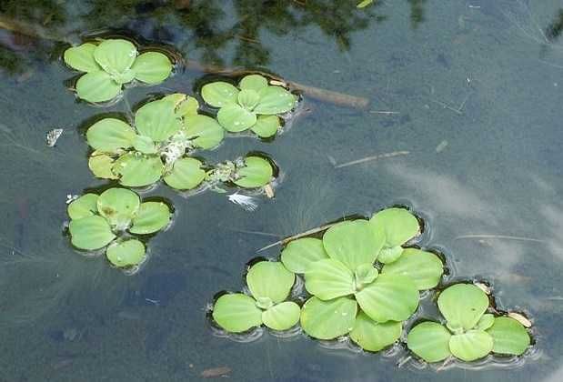 Planta flutuante aquatica Aquario ou Lago