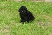 Maltipoo toy piesek maltańczyk pudel