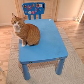 Oddam stolik i krzesło (bez kota)